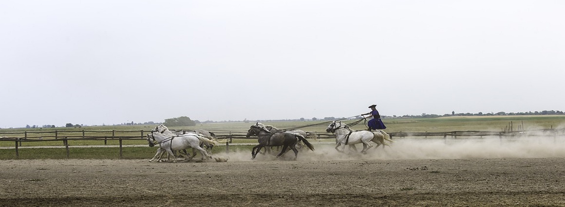 Day Trip from Budapest: Puszta Horse Show and Countryside