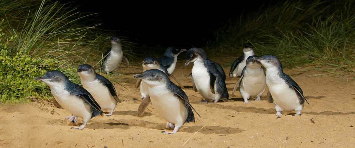 Melbourne Combo: Sightseeing Tour with Phillip Island Penguins and the Great Ocean Road Day Trip from Melbourne