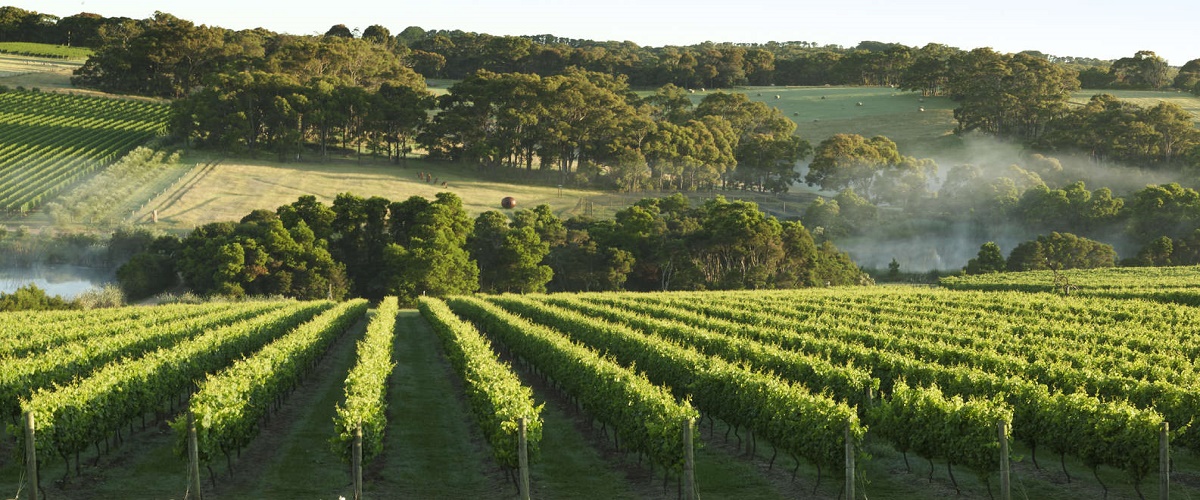 Mornington Peninsula Winery Tours with Cheese, Chocolate Tastings from Melbourn