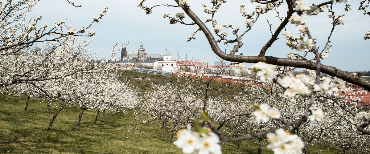 Prague Truffle Hunting Tour with Luxury Lunch